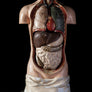 Antique Hand Painted papier-mâché Human Torso-Anatomy Boutique-Anatomy Boutique