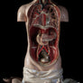 Antique Hand Painted papier-mâché Human Torso-Anatomy Boutique-Anatomy Boutique