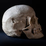 Antique human teaching bone - Skull-Anatomy Boutique-Anatomy Boutique