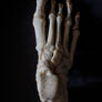 Antique human teaching bone - Foot-Anatomy Boutique-Anatomy Boutique