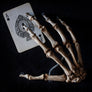 Antique human teaching bone - Hand-Anatomy Boutique-Anatomy Boutique
