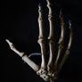 Antique human teaching bone - Hand-Anatomy Boutique-Anatomy Boutique
