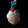 Vintage Anatomical Plaster Heart model-Anatomy Boutique-Anatomy Boutique