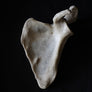 Antique human teaching bone - Scapula-Anatomy Boutique-Anatomy Boutique