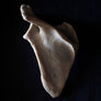Antique human teaching bone - Scapula-Anatomy Boutique-Anatomy Boutique