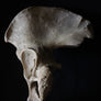 Antique human teaching bone - Pelvic bone-Anatomy Boutique-Anatomy Boutique