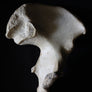Antique human teaching bone - Pelvic bone-Anatomy Boutique-Anatomy Boutique
