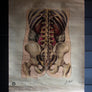 Vintage Anatomical Chart - J Teck: Lower Back-Anatomy Boutique-Anatomy Boutique