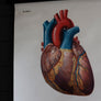 Vintage Anatomical Chart - Dresden: The Heart-Anatomy Boutique-Anatomy Boutique