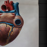 Vintage Anatomical Chart - Dresden: The Heart-Anatomy Boutique-Anatomy Boutique