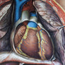 Vintage Anatomical Chart - Dresden: The Heart-Anatomy Boutique-Anatomy Boutique