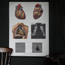 Vintage Anatomical Chart - Dresden: The Heart-Anatomy Boutique-Anatomy Boutique