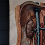 Vintage Anatomical Chart - Dresden: The Kidney-Anatomy Boutique-Anatomy Boutique