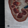 Vintage Anatomical Chart - Dresden: The Kidney-Anatomy Boutique-Anatomy Boutique