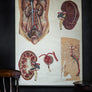 Vintage Anatomical Chart - Dresden: The Kidney-Anatomy Boutique-Anatomy Boutique
