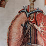 Vintage Anatomical Chart - Dresden: Respiratory System-Anatomy Boutique-Anatomy Boutique