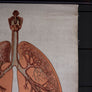 Vintage Anatomical Chart - Dresden: Respiratory System-Anatomy Boutique-Anatomy Boutique