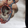 Vintage Anatomical Chart - Dresden: Respiratory System-Anatomy Boutique-Anatomy Boutique