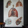 Vintage Anatomical Chart - Dresden: Respiratory System-Anatomy Boutique-Anatomy Boutique