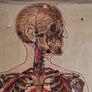 Vintage Anatomical Chart - J Teck: Pulse points-Anatomy Boutique-Anatomy Boutique