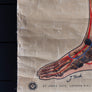 Vintage Anatomical Chart - J Teck: Pulse points-Anatomy Boutique-Anatomy Boutique