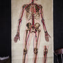 Vintage Anatomical Chart - J Teck: Pulse points-Anatomy Boutique-Anatomy Boutique