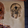 Vintage Anatomical Chart - J Teck: Pulse points with Skull-Anatomy Boutique-Anatomy Boutique
