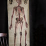 Vintage Anatomical Chart - J Teck: Pulse points with Skull-Anatomy Boutique-Anatomy Boutique
