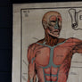 Vintage Anatomical Chart - Robert Holding: Uses of the Muscles-Anatomy Boutique-Anatomy Boutique