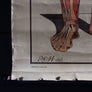 Vintage Anatomical Chart - Robert Holding: Uses of the Muscles-Anatomy Boutique-Anatomy Boutique