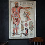 Vintage Anatomical Chart - Robert Holding: Uses of the Muscles-Anatomy Boutique-Anatomy Boutique