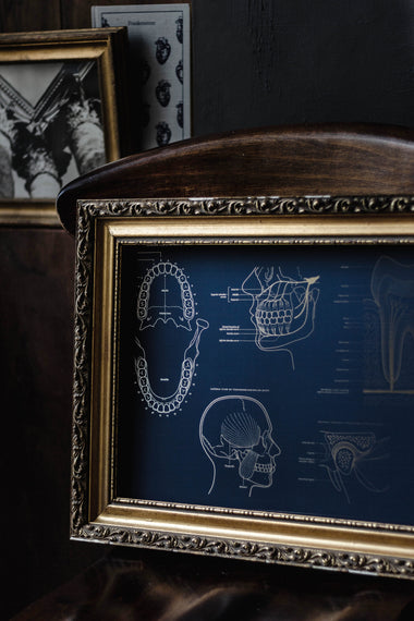 Foiled Anatomy Print - Tooth-Anatomy Boutique-Anatomy Boutique