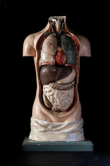 Antique Hand Painted papier-mâché Human Torso-Anatomy Boutique-Anatomy Boutique
