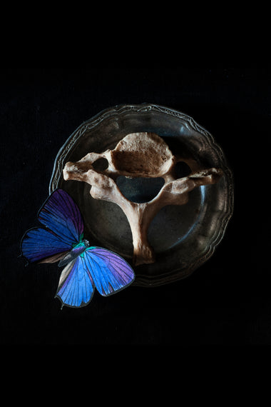 Antique human teaching bone - Cervical Vertebra-Anatomy Boutique-Anatomy Boutique