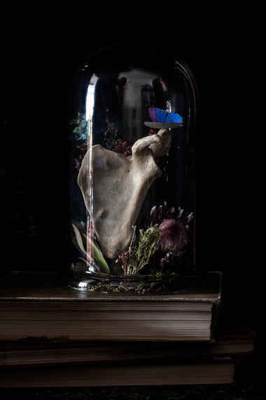 Antique human teaching bone - Scapula-Anatomy Boutique-Anatomy Boutique