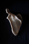 Antique human teaching bone - Scapula-Anatomy Boutique-Anatomy Boutique
