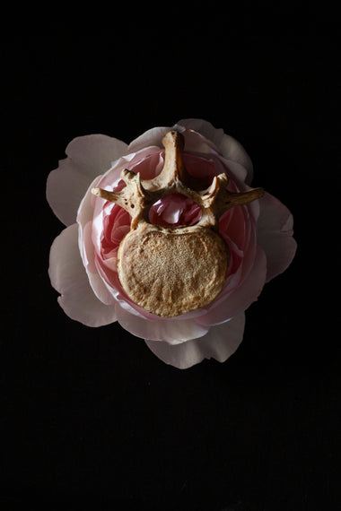 Antique human teaching bone - Lumbar Vertebra L1-Anatomy Boutique-Anatomy Boutique