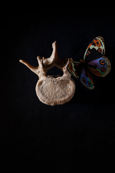 Antique human teaching bone - Lumbar Vertebra L3-Anatomy Boutique-Anatomy Boutique