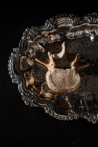 Antique human teaching bone - Lumbar Vertebra L4-Anatomy Boutique-Anatomy Boutique