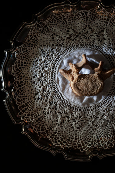 Antique human teaching bone - Lumbar Vertebra L5-Anatomy Boutique-Anatomy Boutique