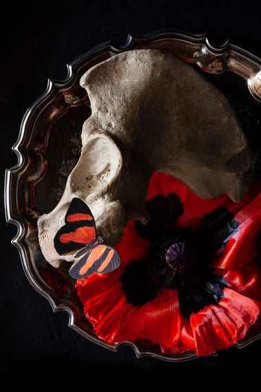 Antique human teaching bone - Pelvic bone-Anatomy Boutique-Anatomy Boutique