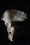 Antique human teaching bone - Pelvic bone-Anatomy Boutique-Anatomy Boutique