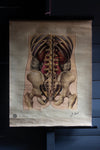 Vintage Anatomical Chart - J Teck: Lower Back-Anatomy Boutique-Anatomy Boutique