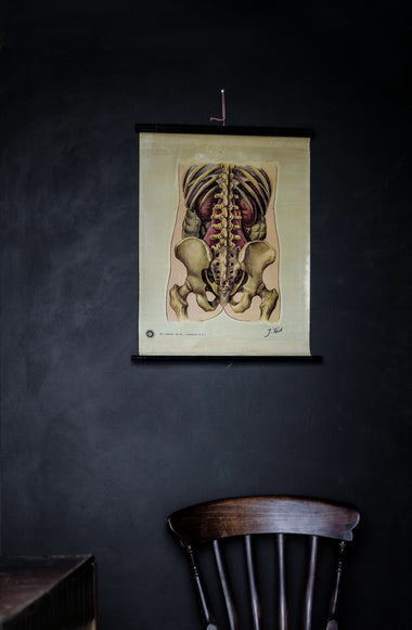Vintage Anatomical Chart - J Teck: Lower Back-Anatomy Boutique-Anatomy Boutique