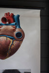 Vintage Anatomical Chart - Dresden: The Heart-Anatomy Boutique-Anatomy Boutique
