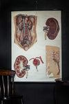 Vintage Anatomical Chart - Dresden: The Kidney-Anatomy Boutique-Anatomy Boutique