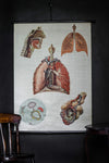 Vintage Anatomical Chart - Dresden: Respiratory System-Anatomy Boutique-Anatomy Boutique