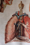 Vintage Anatomical Chart - Dresden: Respiratory System-Anatomy Boutique-Anatomy Boutique