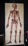 Vintage Anatomical Chart - J Teck: Pulse points-Anatomy Boutique-Anatomy Boutique