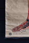 Vintage Anatomical Chart - J Teck: Pulse points-Anatomy Boutique-Anatomy Boutique
